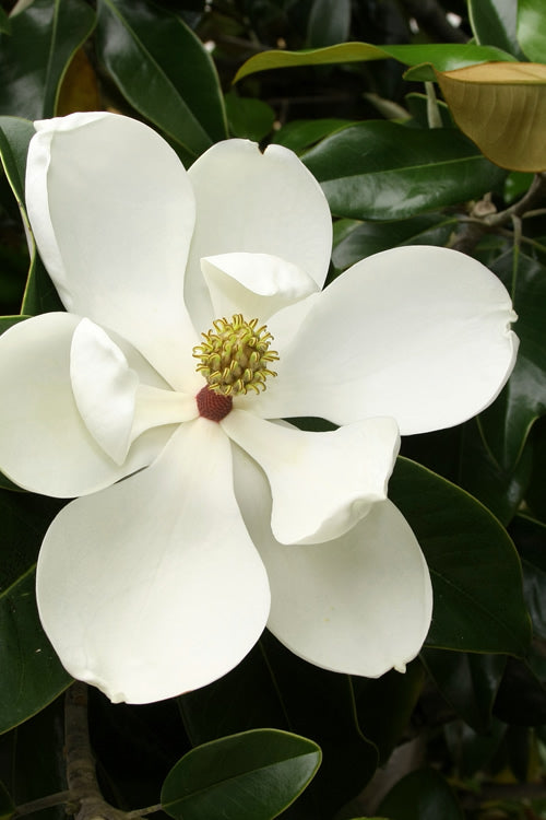  Little Gem Dwarf Southern Magnolia - 7 Gallon Pot (6-7')