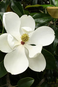  Little Gem Dwarf Southern Magnolia - 5 Gallon Pot