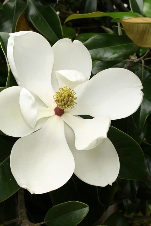  Little Gem Dwarf Southern Magnolia - 5 Gallon Pot