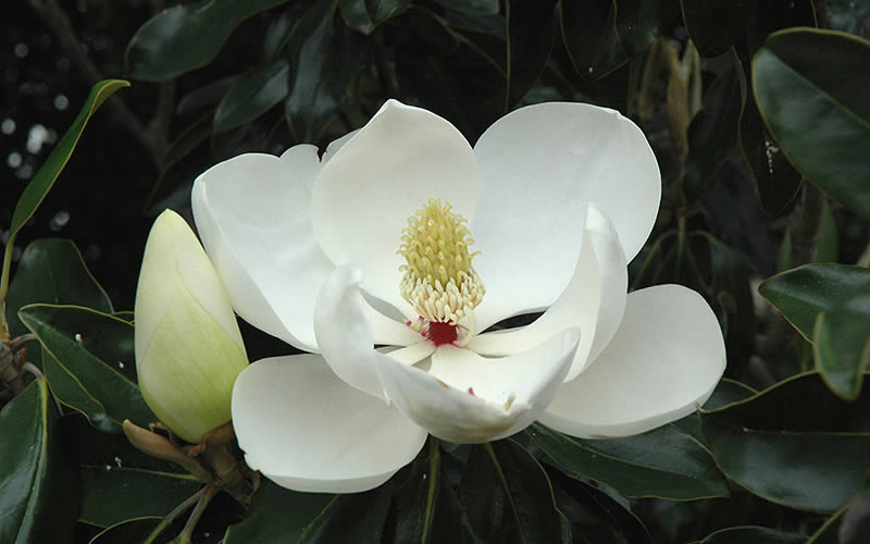  Little Gem Dwarf Southern Magnolia - 3 Gallon Pot (2-2.5')