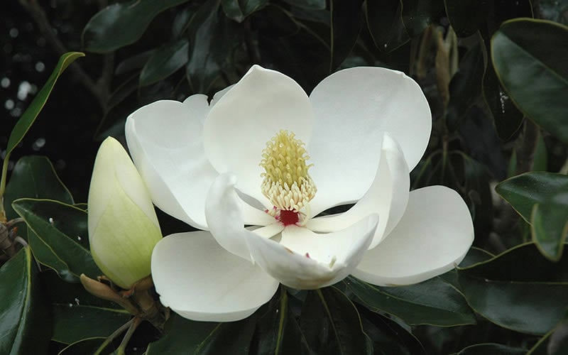  Kay Parris Southern Magnolia - 7 Gallon Pot (4-5')