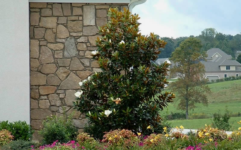  Little Gem Dwarf Southern Magnolia - 3 Gallon Pot (2-2.5')