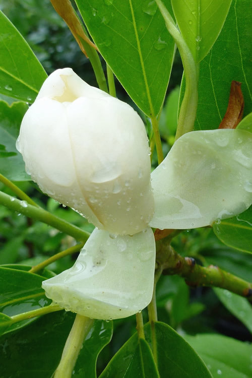 Moonglow Sweet Bay Magnolia Tree (Magnolia Virginiana 'Jim Wilson') - 7 Gallon Pot (6-7')