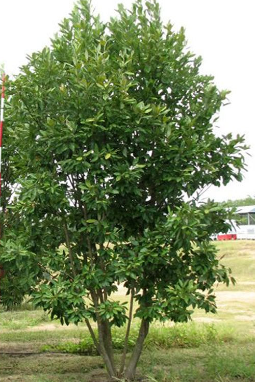  Moonglow Sweet Bay Magnolia Tree (Magnolia Virginiana 'Jim Wilson') - 7 Gallon Pot (6-7')