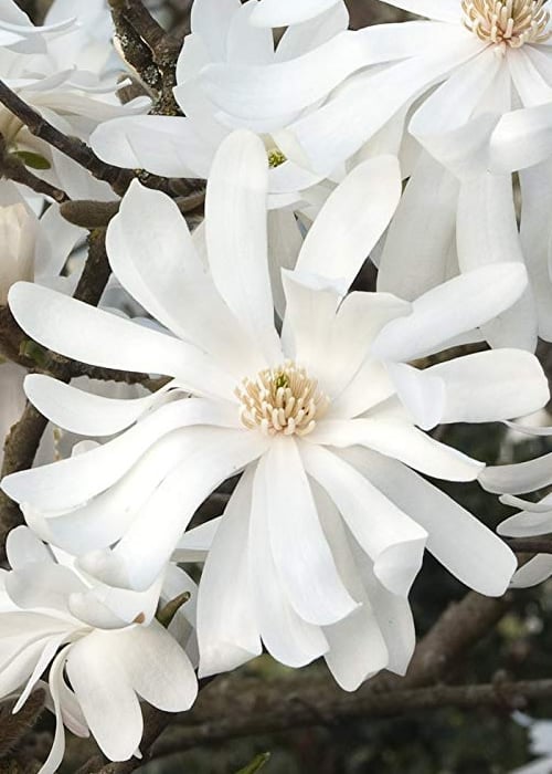  Royal Star Magnolia - 2 Gallon Pot