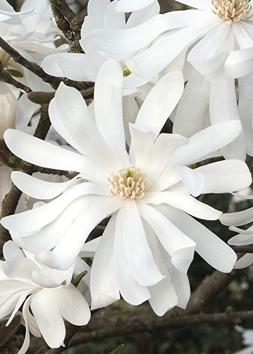 Royal Star Magnolia - 7 Gallon Pot (3-4')