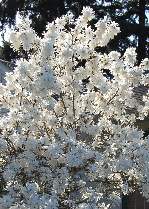  Royal Star Magnolia - 2.5 Quart Pot