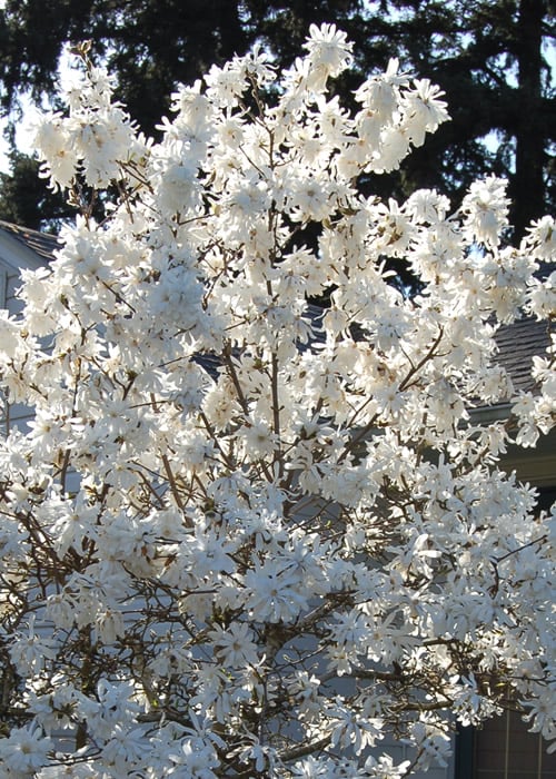  Royal Star Magnolia - 3 Gallon Pot