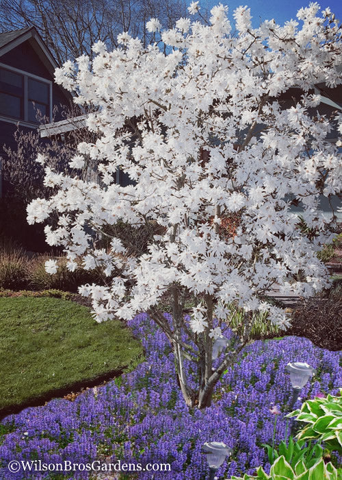  Royal Star Magnolia - 7 Gallon Pot (4-5')