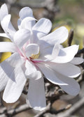  Royal Star Magnolia - 6 Pack Of 1 Gallon Pots