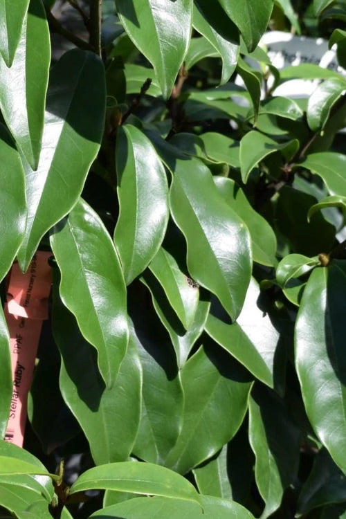  Stellar Ruby Magnolia X Figo - Banana Shrub Hybrid - 7 Gallon Pot (3-4')