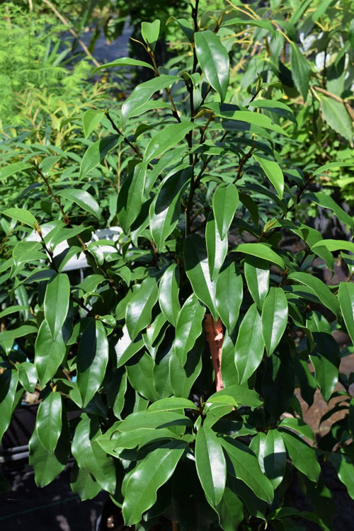  Stellar Ruby Magnolia X Figo - Banana Shrub Hybrid - 2 Gallon Pot