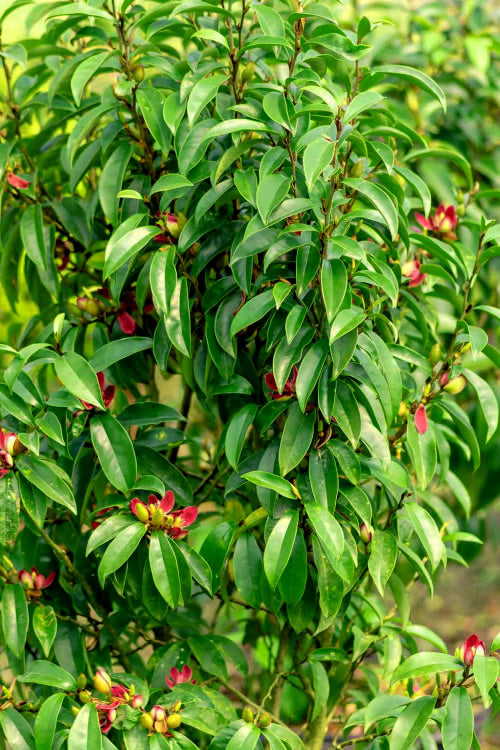  Stellar Ruby Magnolia X Figo - Banana Shrub Hybrid - 2 Gallon Pot