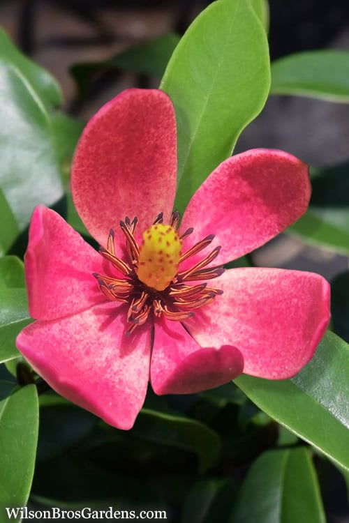  Stellar Ruby Magnolia X Figo (Banana Shrub Hybrid) - 7 Gallon Pot (4-5')
