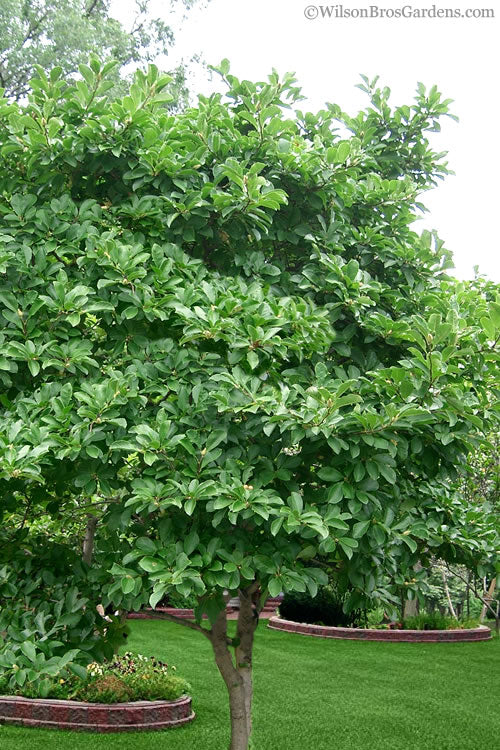  Royal Star Magnolia - 2.5 Quart Pot