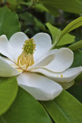  Sweetbay Magnolia - 5 Gallon Pot