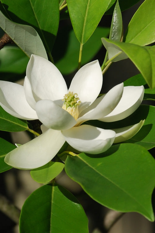  Sweetbay Magnolia - 7 Gallon Pot (5-6')