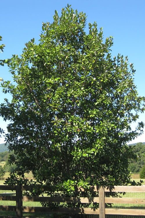  Sweetbay Magnolia - 7 Gallon Pot (5-6')
