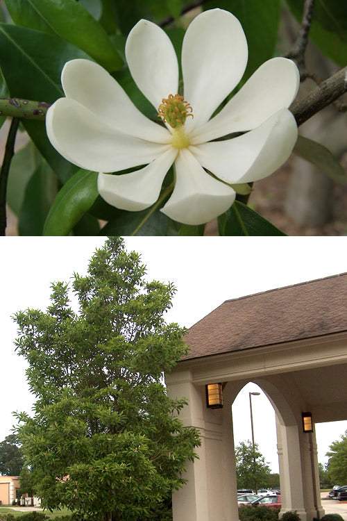  Southern Sweet Bay Swamp Magnolia (M.v. Australis) - 7 Gallon Pot (4-5')