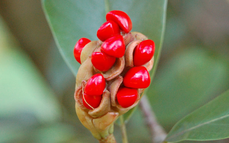  Green Shadow Sweetbay Magnolia Tree (Magnolia Virginiana) - 6 Pack Of 1 Gallon Pots