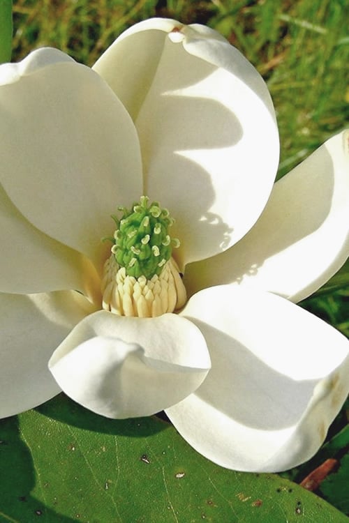  Moonglow Sweetbay Magnolia Tree (Magnolia Virginiana 'Jim Wilson') - 1 Gallon Pot