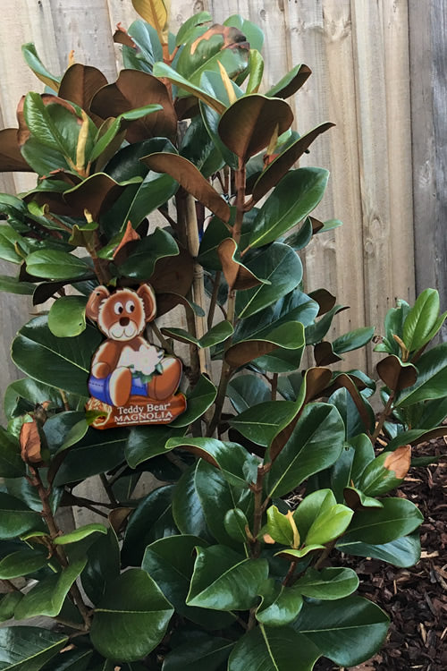 Teddy Bear Dwarf Southern Magnolia - 3 Gallon Pot (1.5-2')