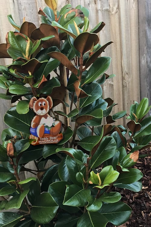  Teddy Bear Dwarf Southern Magnolia - 7 Gallon Pot (3-4') 