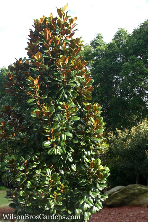  Teddy Bear Dwarf Southern Magnolia - 3 Gallon Pot (1.5-2')