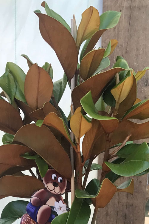 Teddy Bear Dwarf Southern Magnolia - 3 Gallon Pot (1.5-2')
