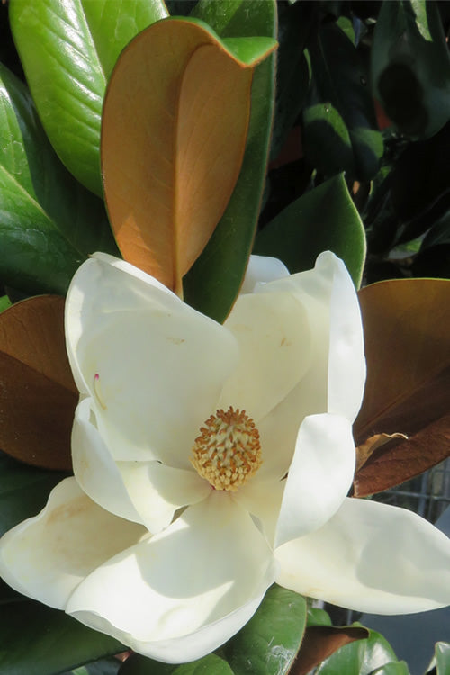 Teddy Bear Dwarf Southern Magnolia - 3 Gallon Pot (1.5-2')