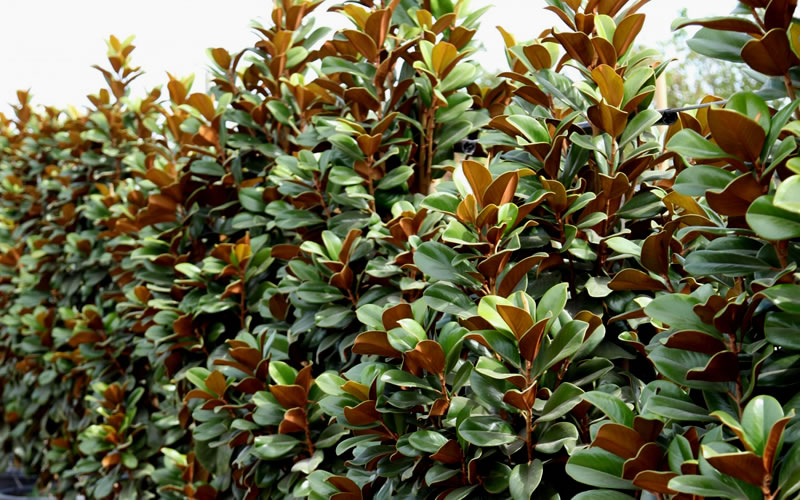  Teddy Bear Dwarf Southern Magnolia - 3 Gallon Pot (1.5-2')