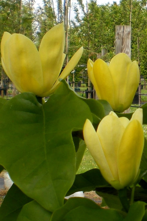  Yellow Bird Magnolia Tulip Tree - 7 Gallon Pot (4-5')