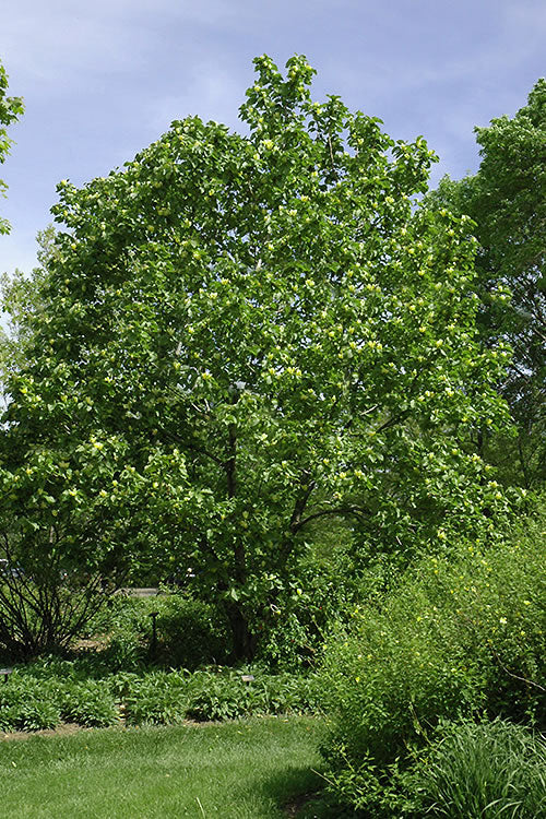  Yellow Bird Magnolia Tulip Tree - 7 Gallon Pot (4-5')