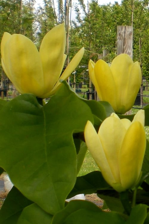  Yellow Bird Magnolia Tulip Tree - 1 Gallon Pot