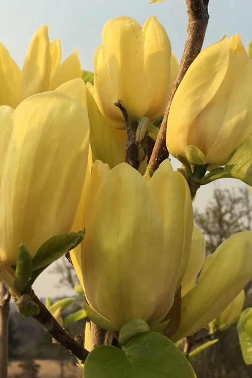 Yellow Bird Magnolia Tulip Tree - 3 Gallon Pot