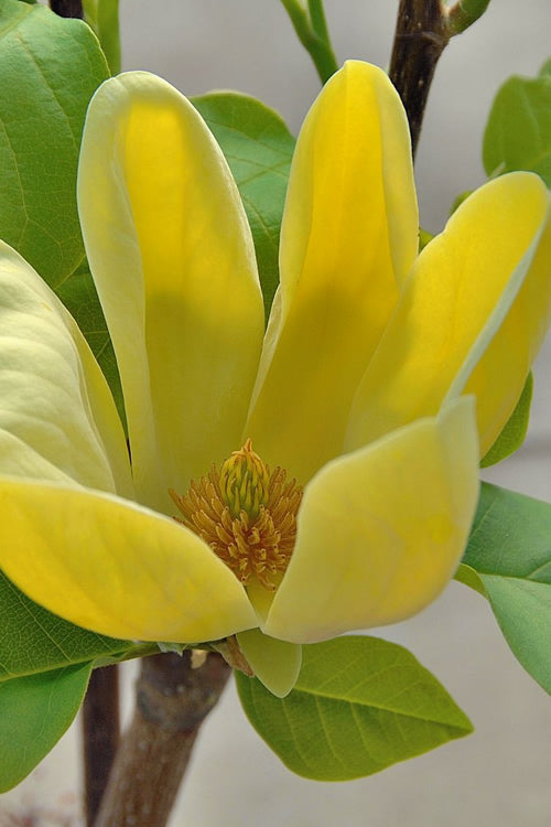  Yellow Bird Magnolia Tulip Tree - 3 Gallon Pot