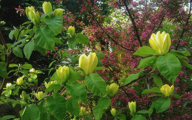 Yellow Bird Magnolia Tulip Tree - 1 Gallon Pot