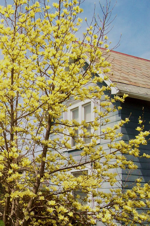 Yellow Bird Magnolia Tulip Tree - 3 Gallon Pot