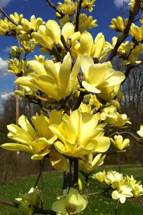  Yellow Bird Magnolia Tulip Tree - 3 Gallon Pot