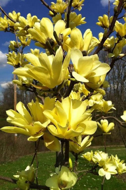  Yellow Bird Magnolia Tulip Tree - 1 Gallon Pot