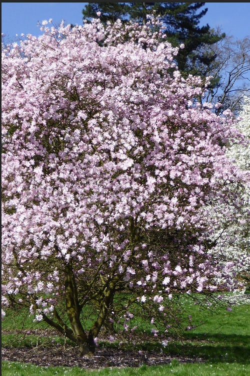  Centennial Blush Star Magnolia - 3 Gallon Pot