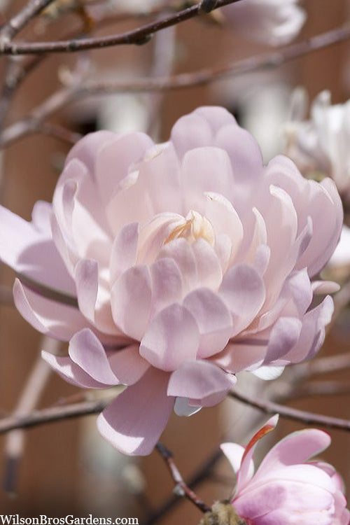  Centennial Blush Star Magnolia - 3 Gallon Pot