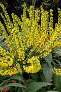  Marvel Mahonia - 1 Gallon Pot
