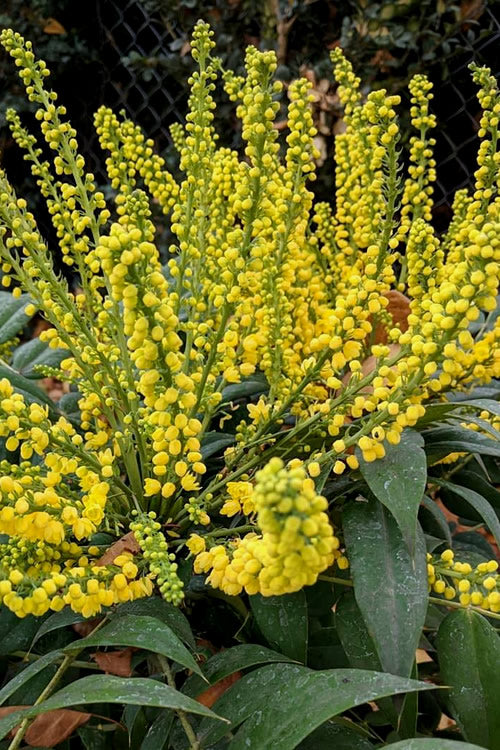  Marvel Mahonia - 2 Gallon Pot