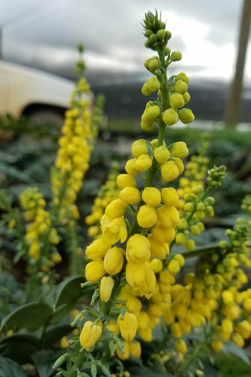  Marvel Mahonia - 2 Gallon Pot