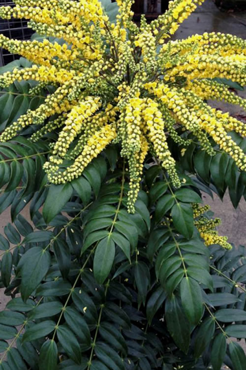  Marvel Mahonia - 3 Gallon Pot