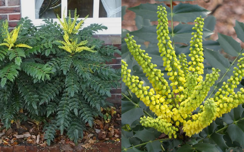  Marvel Mahonia - 7 Gallon Pot