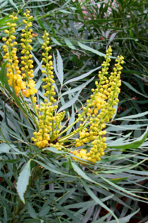  Soft Caress Mahonia - 2 Gallon Pot