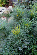  Soft Caress Mahonia - 2 Gallon Pot