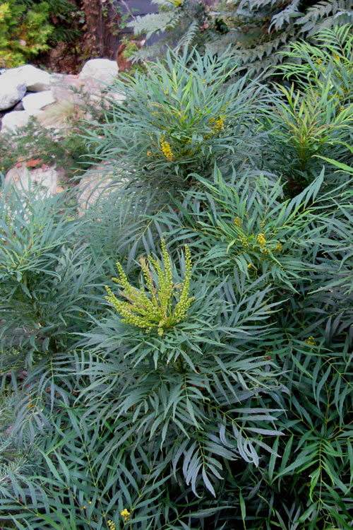  Soft Caress Mahonia - 3 Gallon Pot